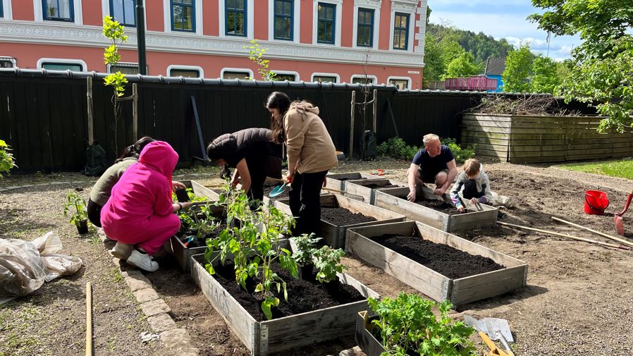 Elever dyrker grønnsaker i plantekasser i skolehagen.