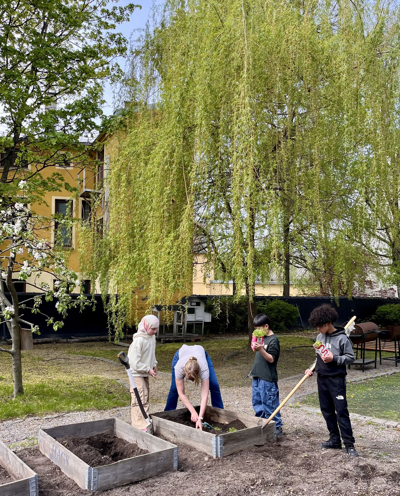 Elever og en lærer graver i skolehagen og setter ned gulrotspirer. Det er vår.