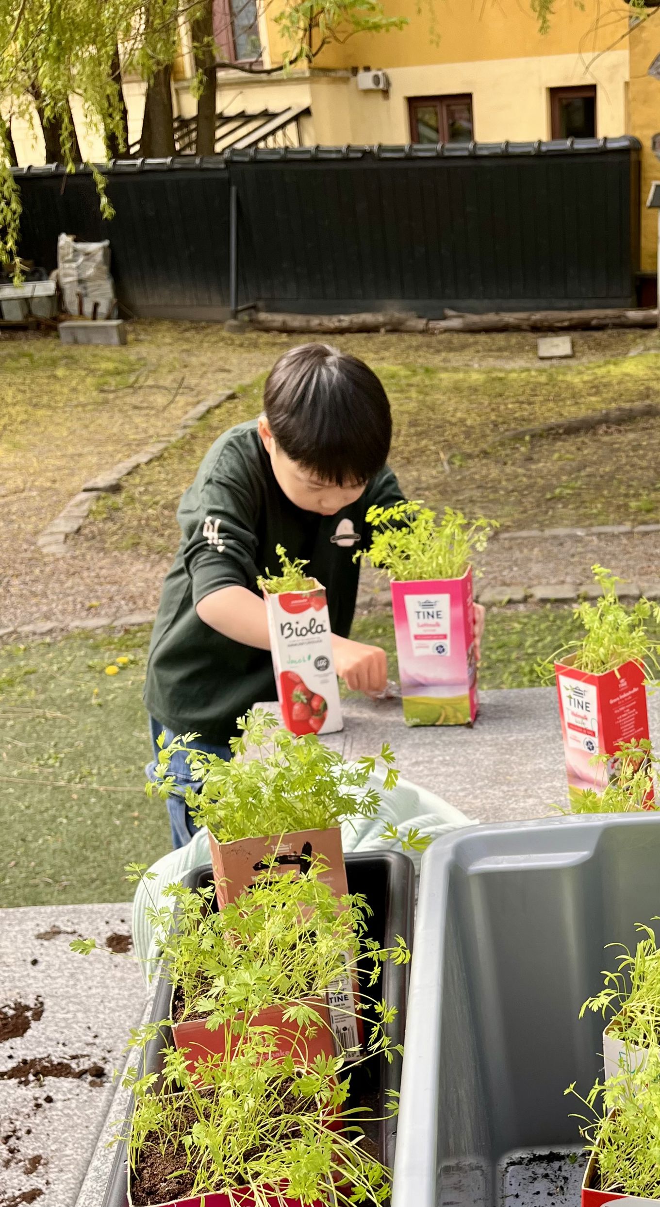 En gutt steller med gulrotspirer i skolehagen. Det er vår.